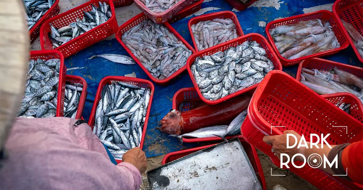 Frischer Fisch in Hội An: Der Markt am frühen Morgen
