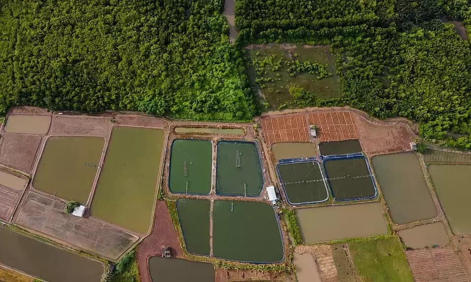 Die Kreislaufproblematik bei der Aquakultur im Mekong-Delta
