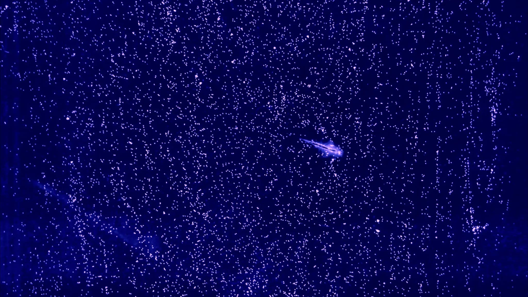Salzwasserkrebse zeigen neue Idee über Turbulenz